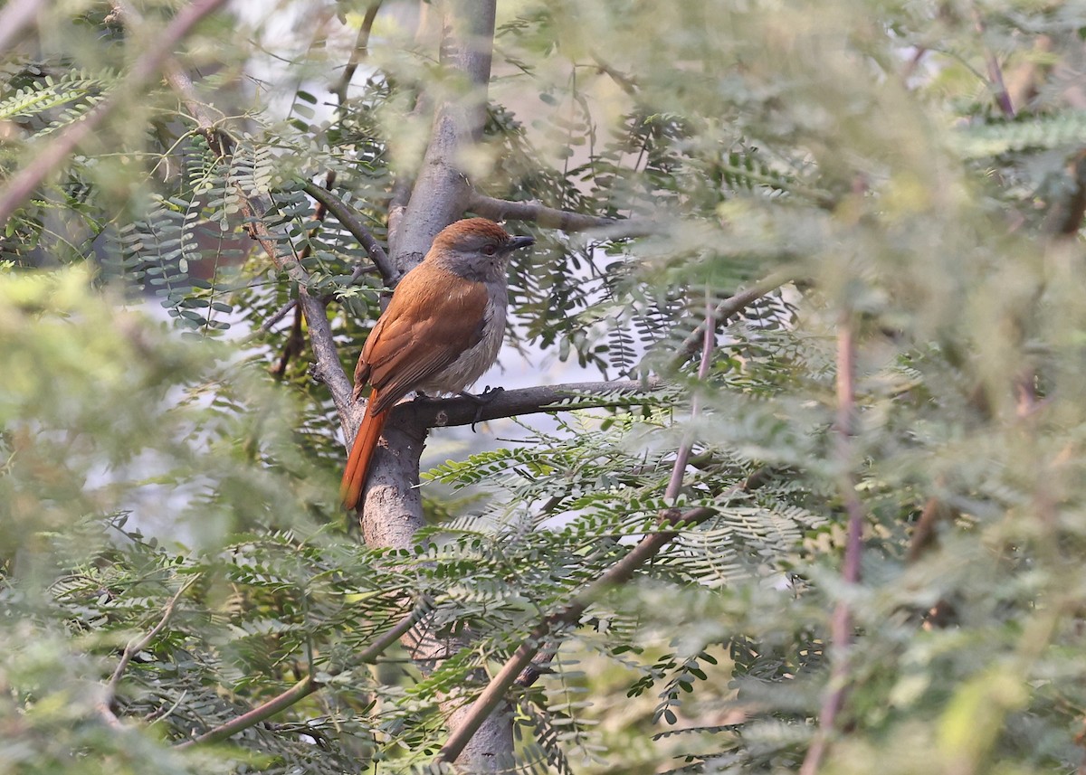 Rufous-tailed Palm-Thrush - ML624674624