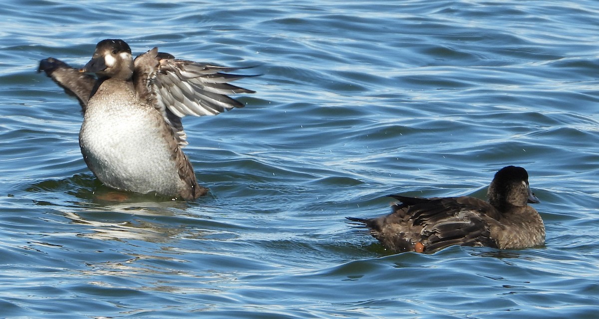 Surf Scoter - ML624674730
