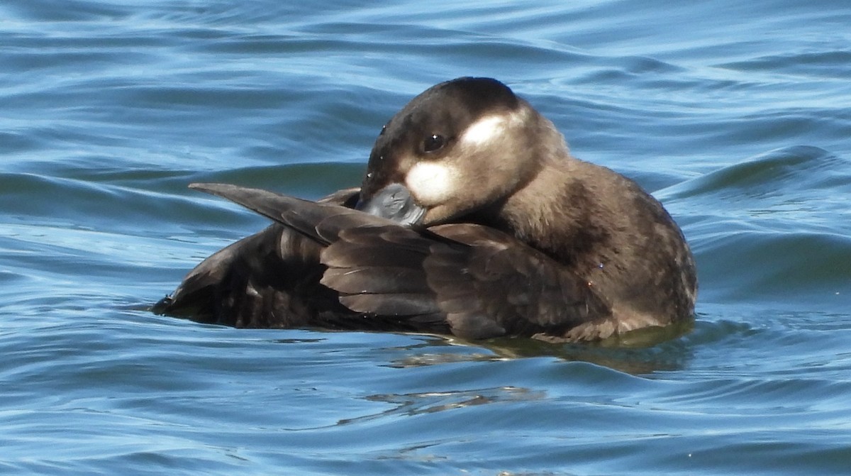 Surf Scoter - ML624674731