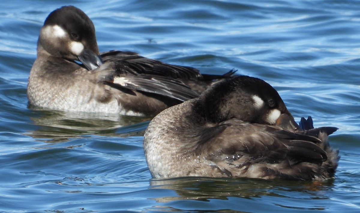 Surf Scoter - ML624674733