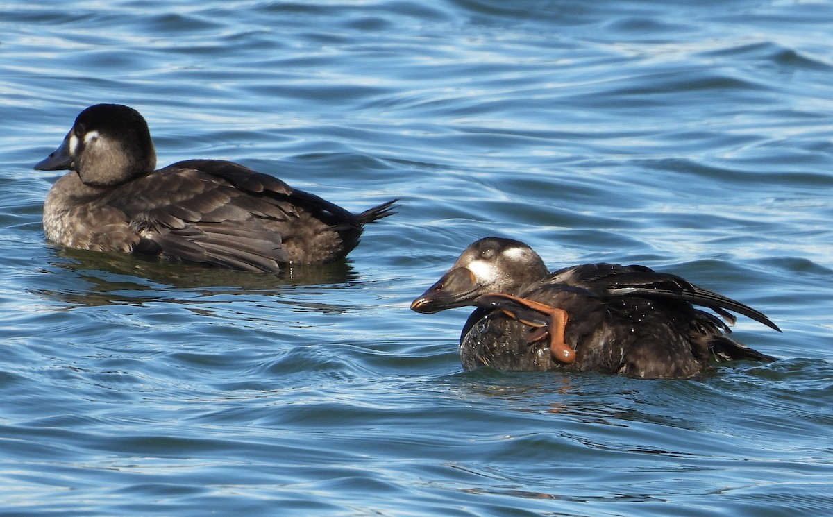 Surf Scoter - ML624674734