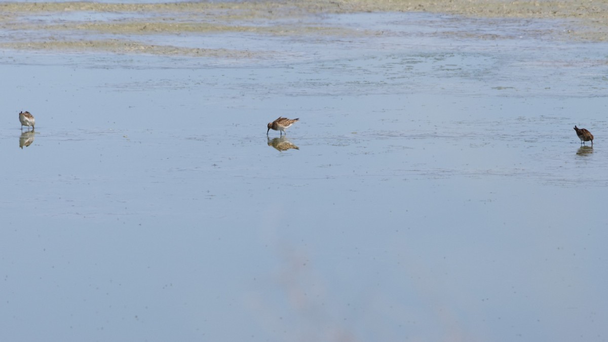 Орог элсэг - ML624674755
