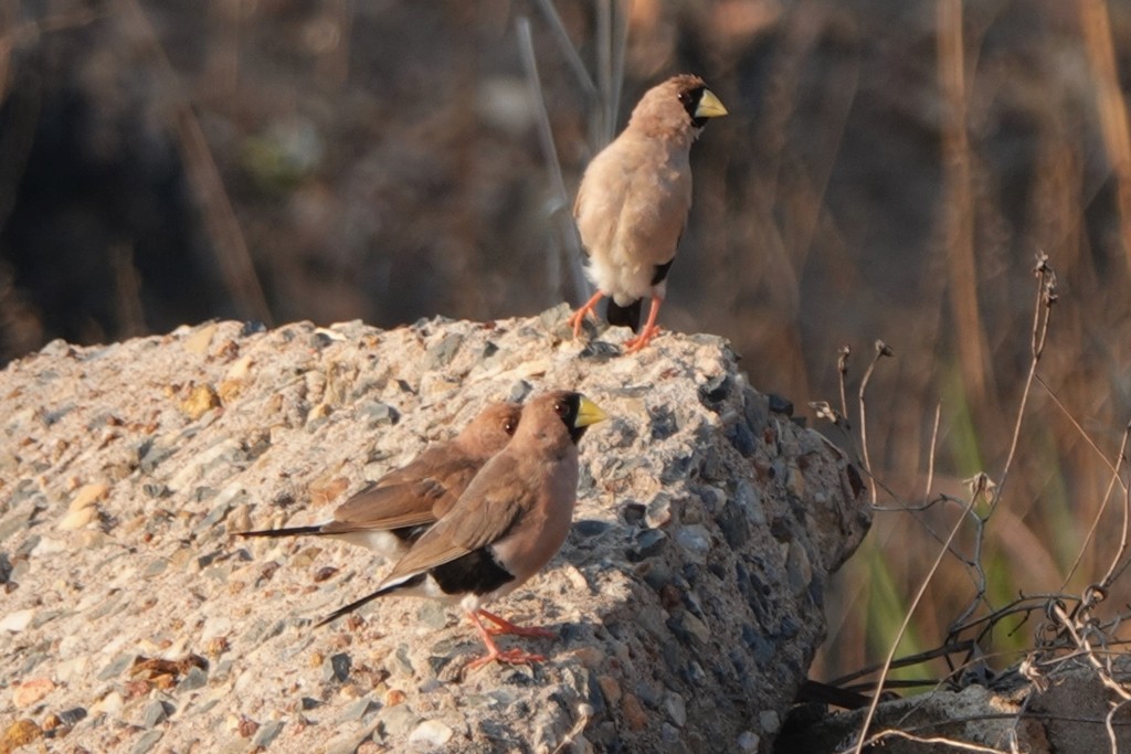 Masked Finch - ML624674824