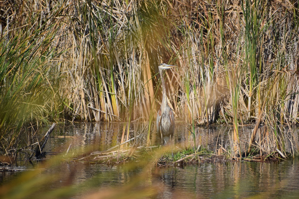 Great Blue Heron - ML624675048