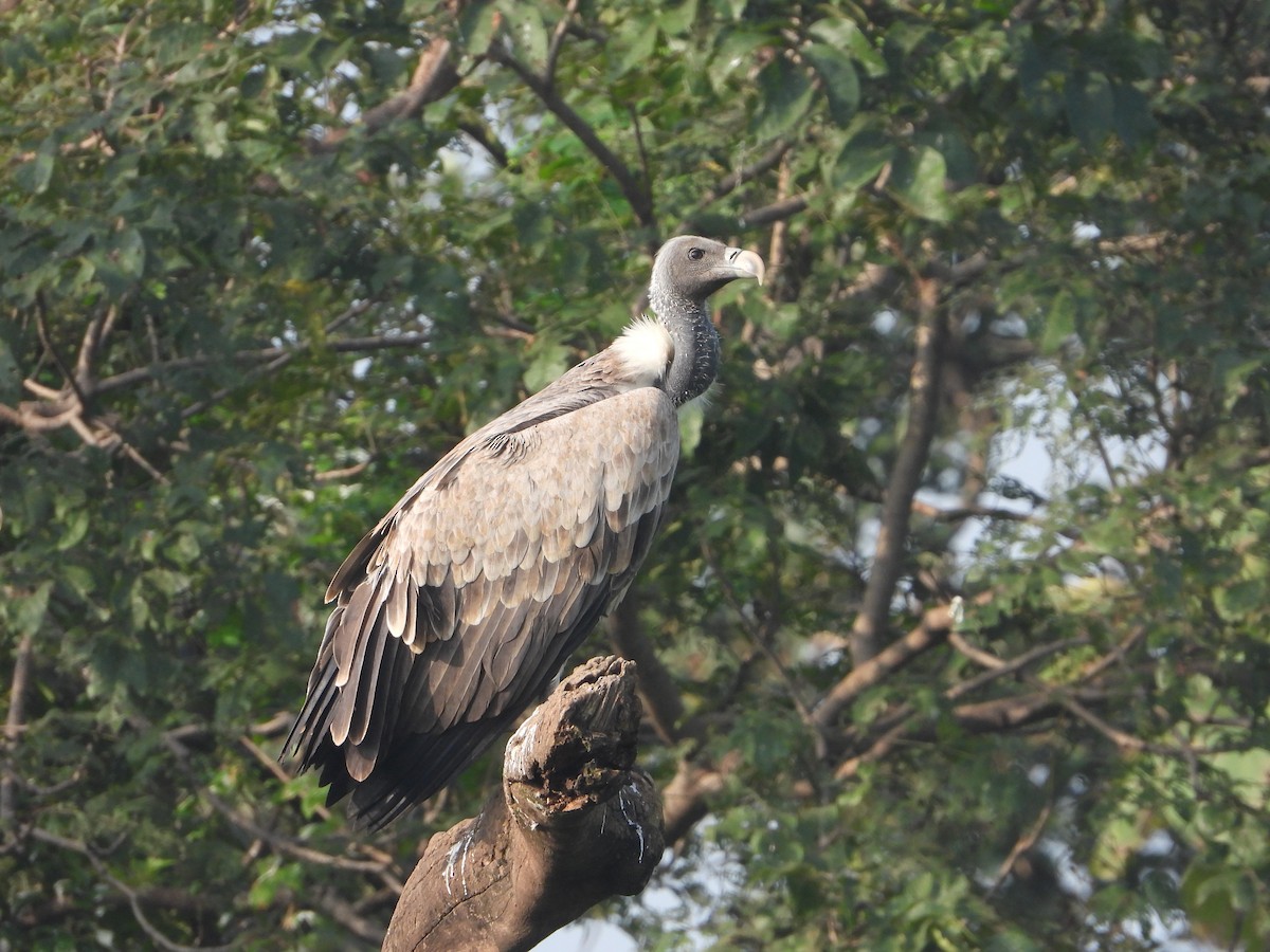 Indian Vulture - ML624675183