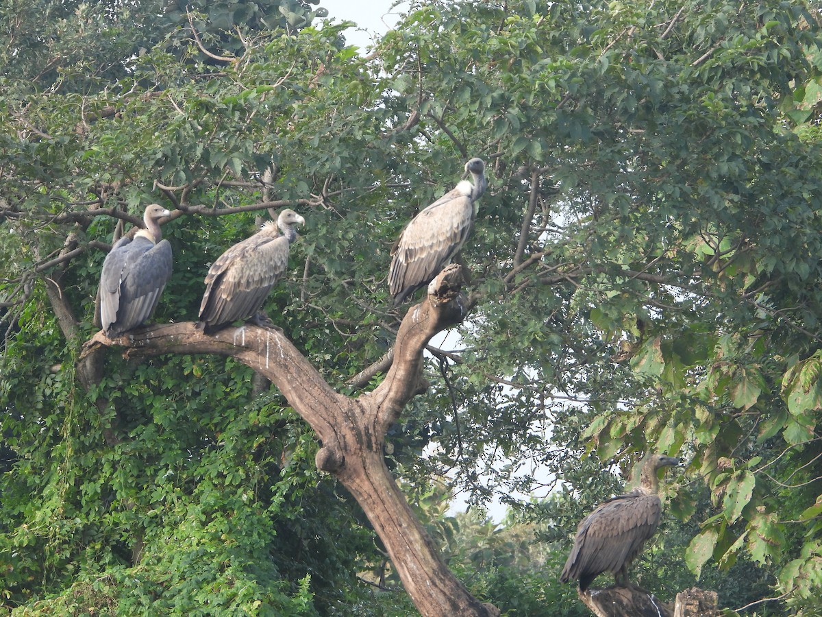 Indian Vulture - ML624675186