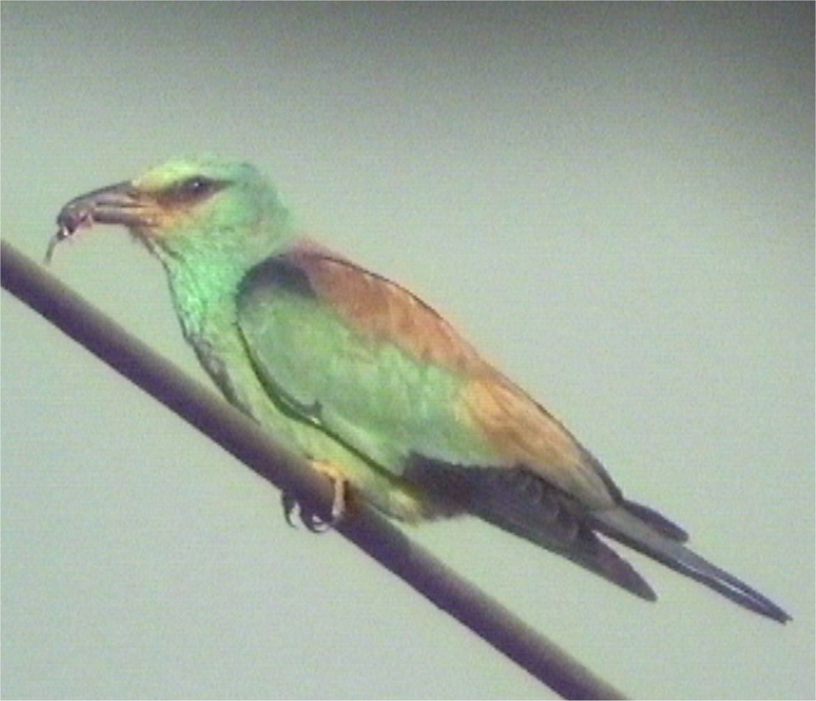 Өрнийн зүсэг - ML624675315