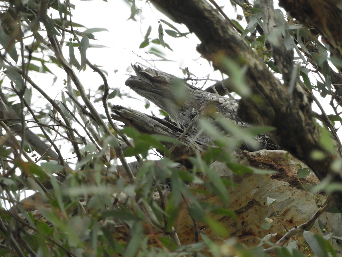 Tawny Frogmouth - ML624675371