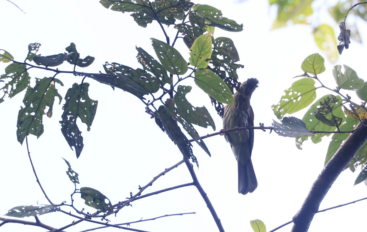 Sumatran Bulbul - ML624675563