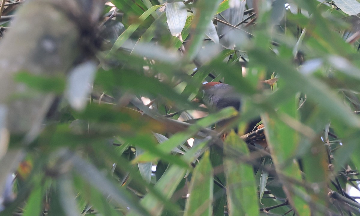 Chestnut-capped Laughingthrush - ML624675568