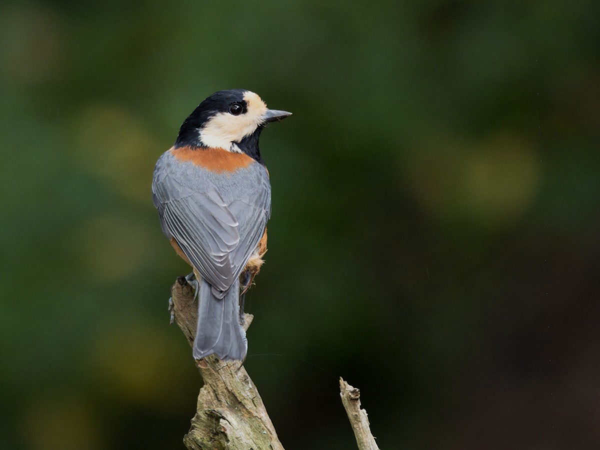 Varied Tit - ML624675808