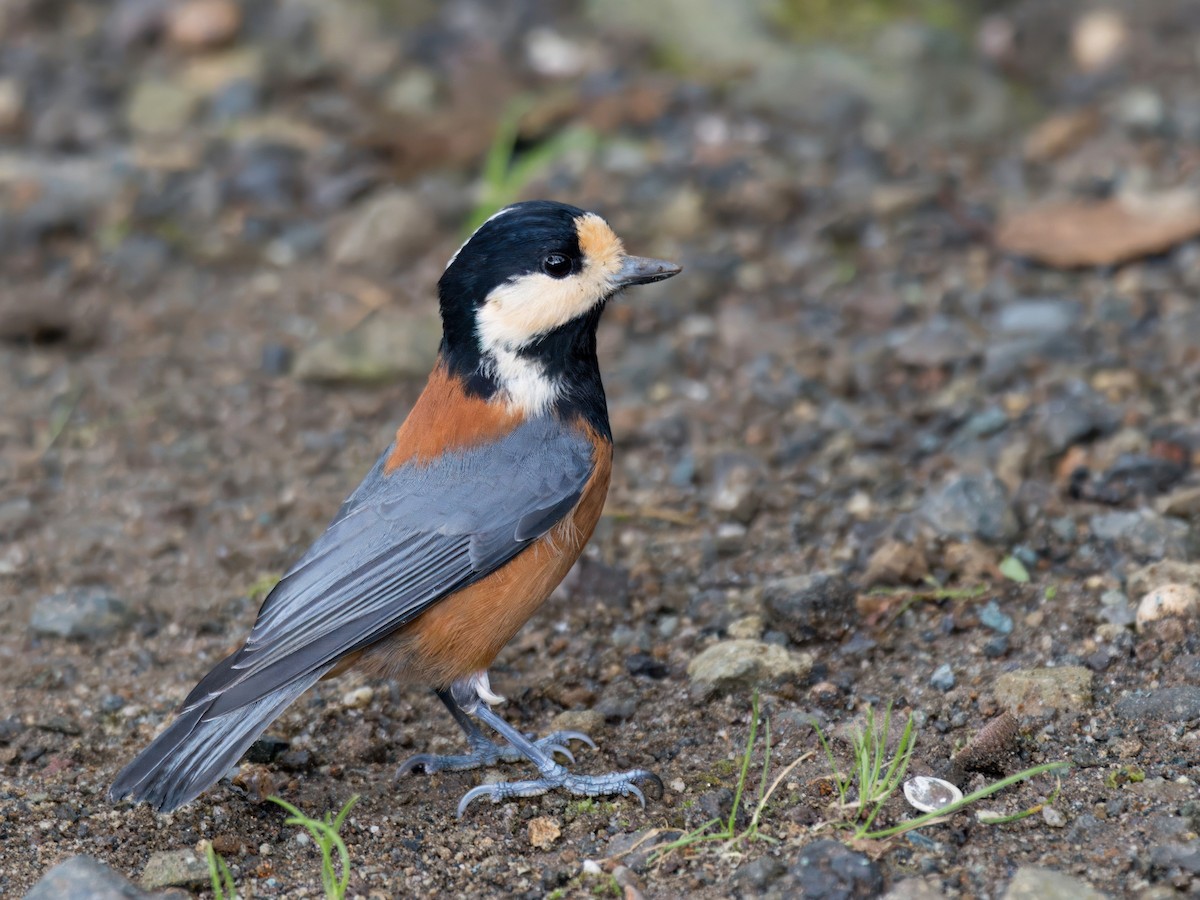 Varied Tit - ML624675811