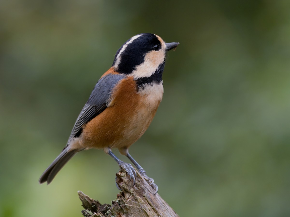 Varied Tit - ML624675812
