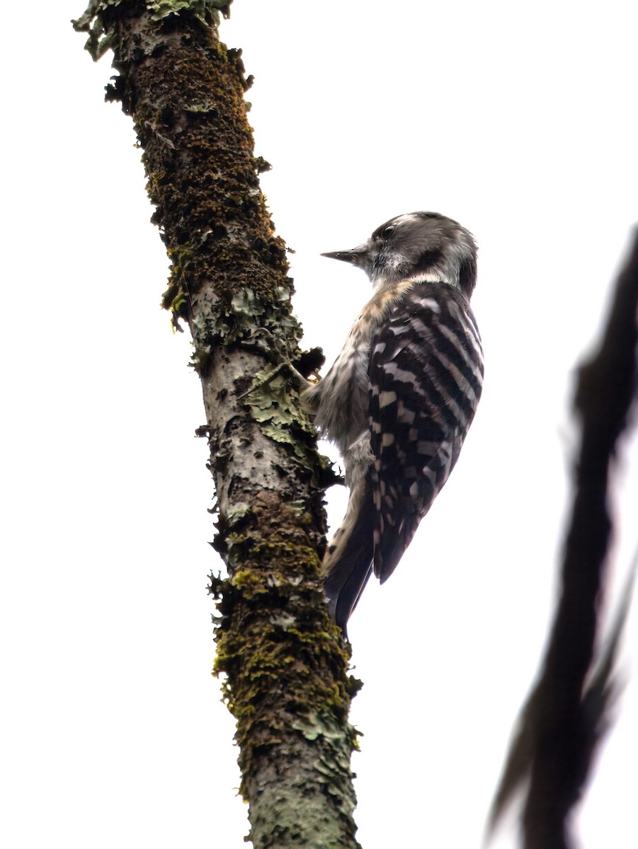 Japanese Pygmy Woodpecker - ML624675817