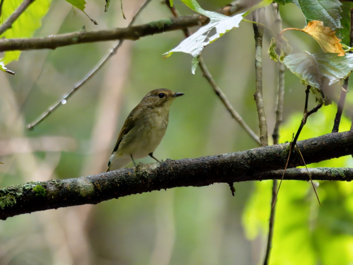 Narcissus Flycatcher - ML624675821