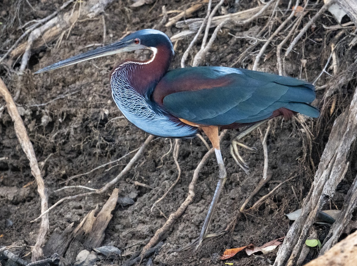 Agami Heron - ML624675839