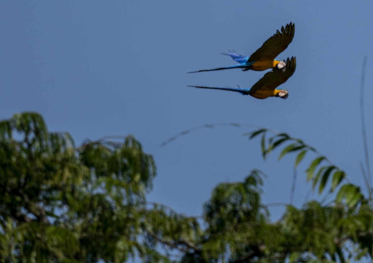 Blue-and-yellow Macaw - ML624675844