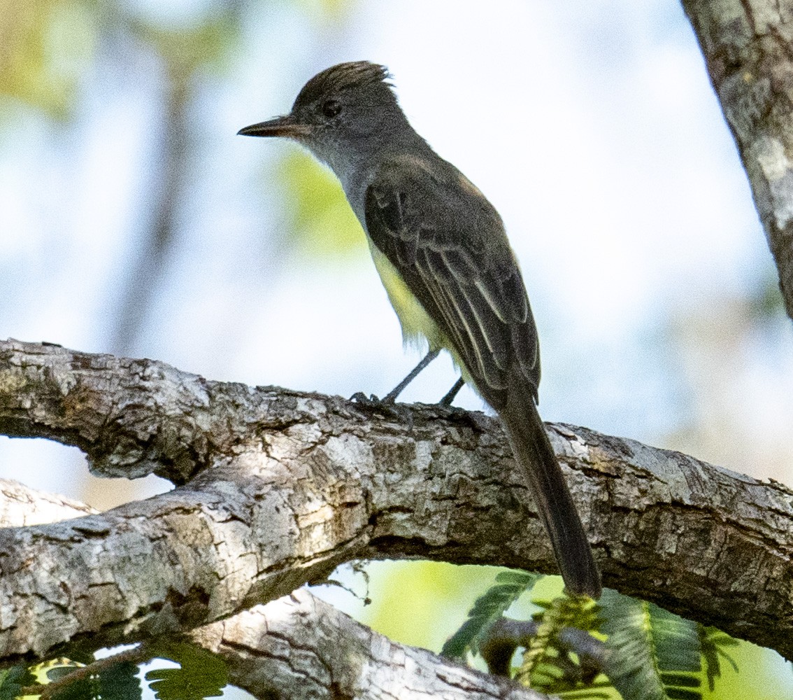 Swainson's Flycatcher - ML624675845