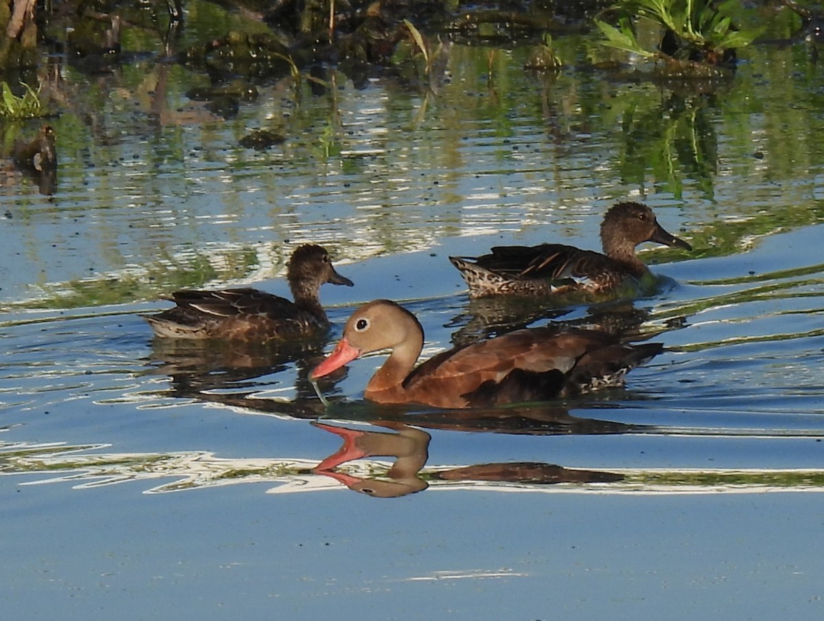 Black-bellied Whistling-Duck - ML624675890