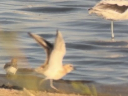 Mountain Plover - ML624676008