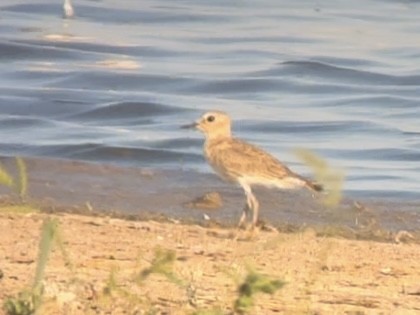 Mountain Plover - ML624676009