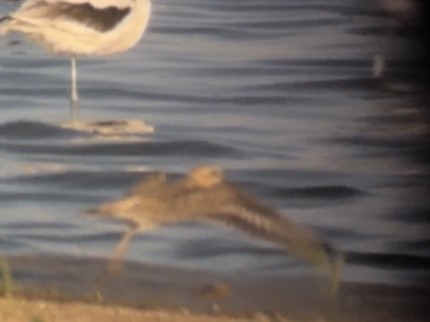 Mountain Plover - ML624676010