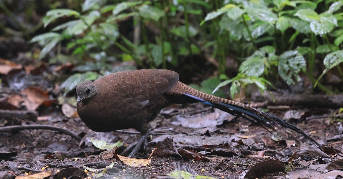 Bronze-tailed Peacock-Pheasant - ML624676016