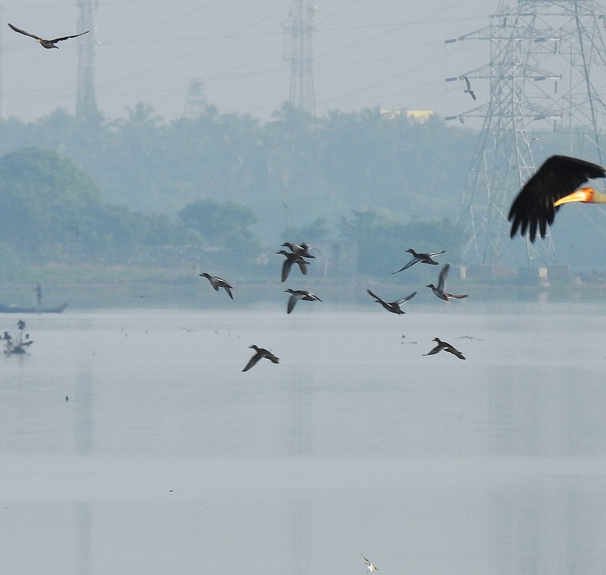 Garganey - ML624676048