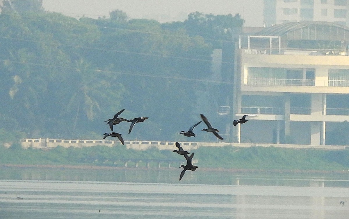 Garganey - ML624676051