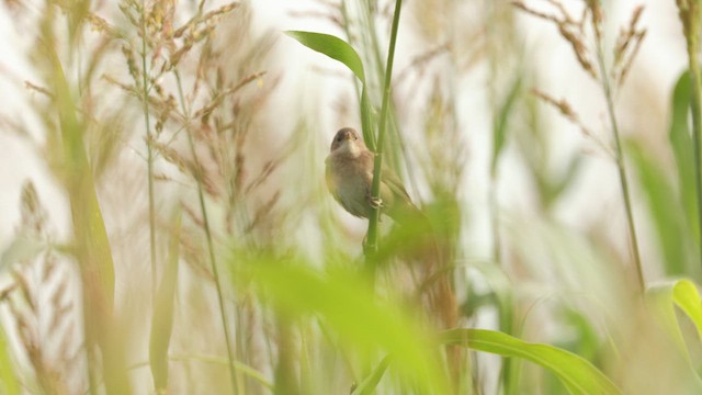 Savi's Warbler - ML624676142