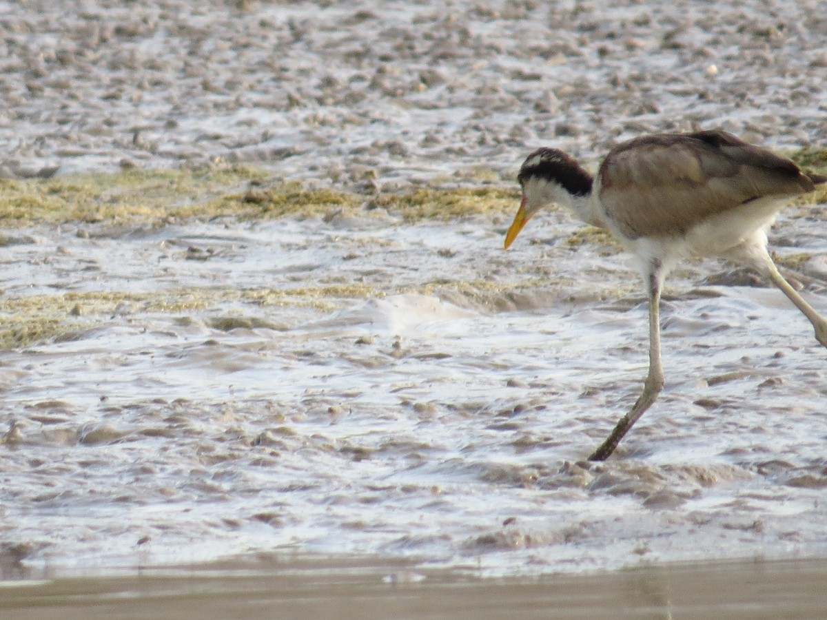 Jacana Suramericana - ML624676235