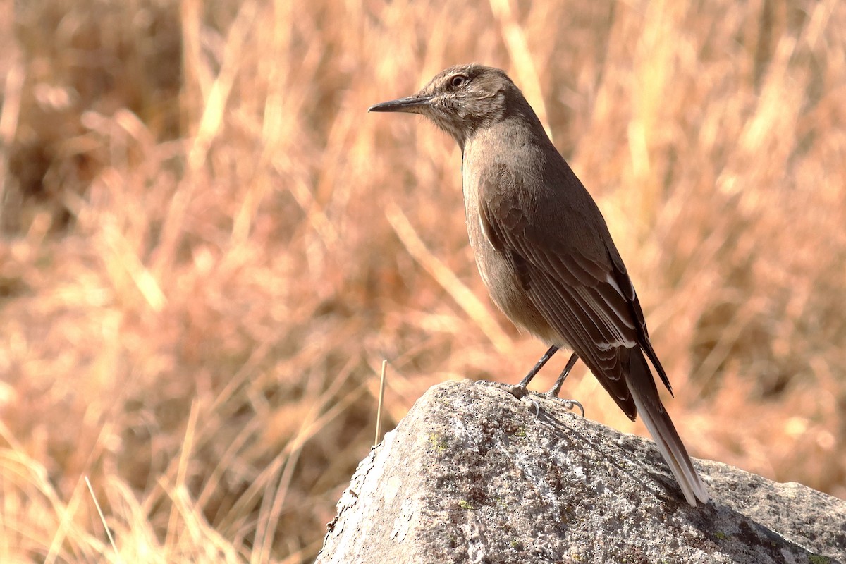 Black-billed Shrike-Tyrant - ML624676357