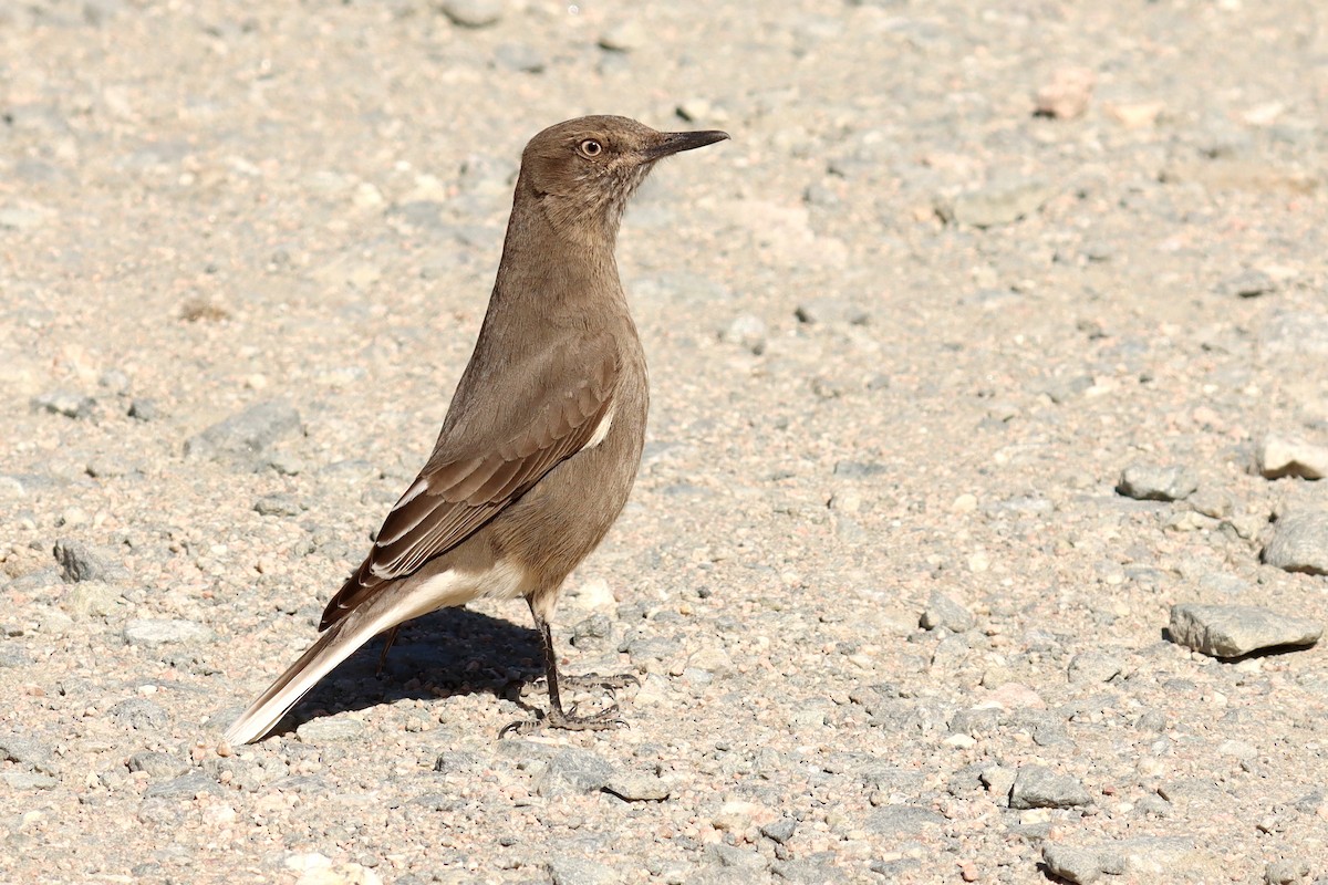 Black-billed Shrike-Tyrant - ML624676358