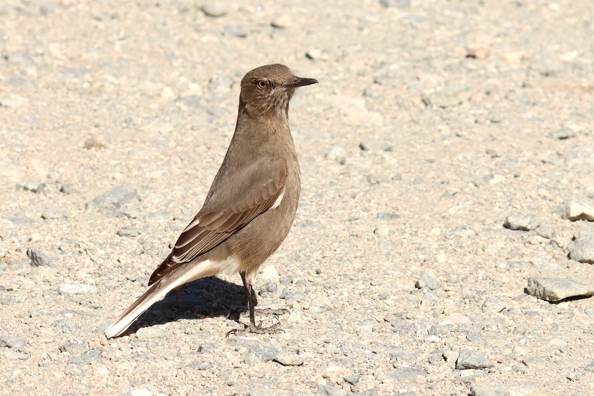 Black-billed Shrike-Tyrant - ML624676359