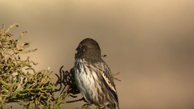 Lark Bunting - ML624676519