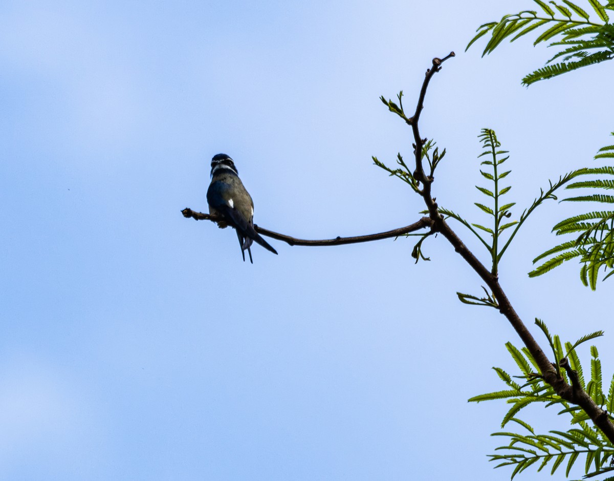 Whiskered Treeswift - ML624676522