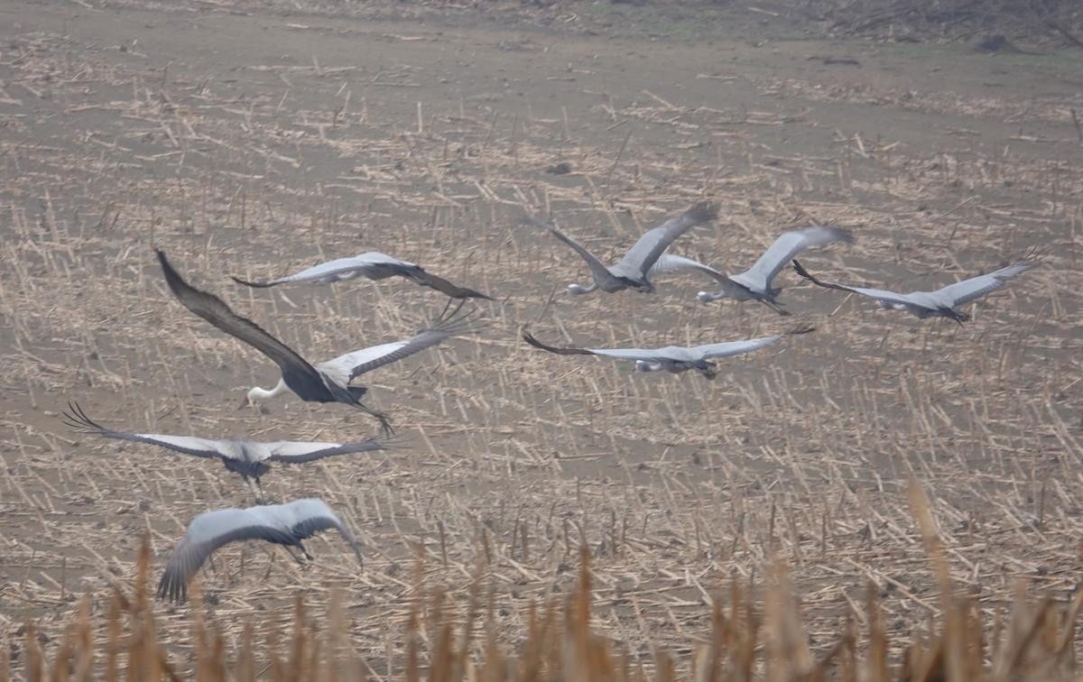 Wattled Crane - ML624676865