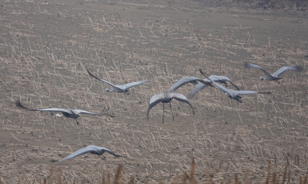 Wattled Crane - ML624676866