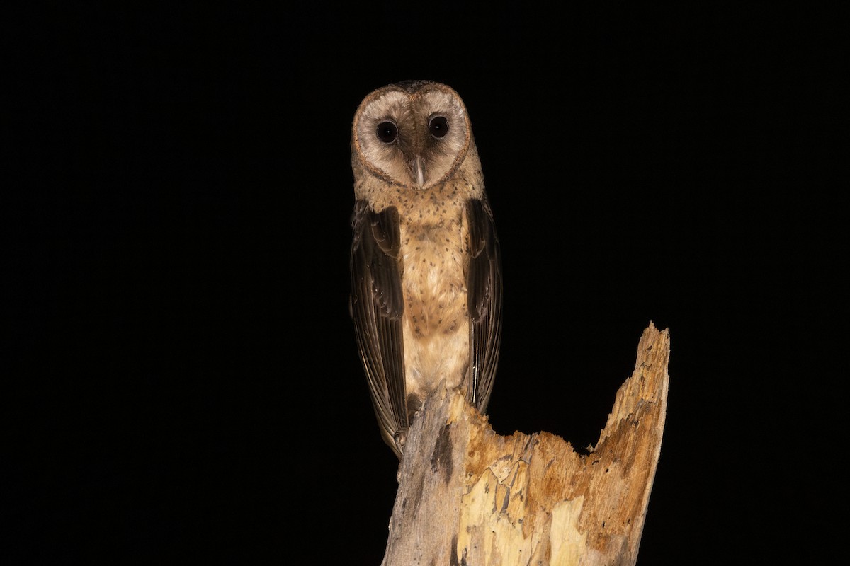 Taliabu Masked-Owl - Jonathan Slifkin