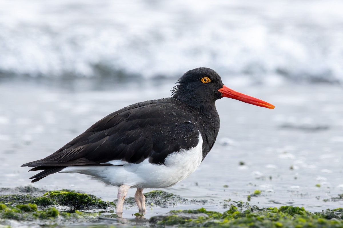 Magellanic Oystercatcher - ML624677058