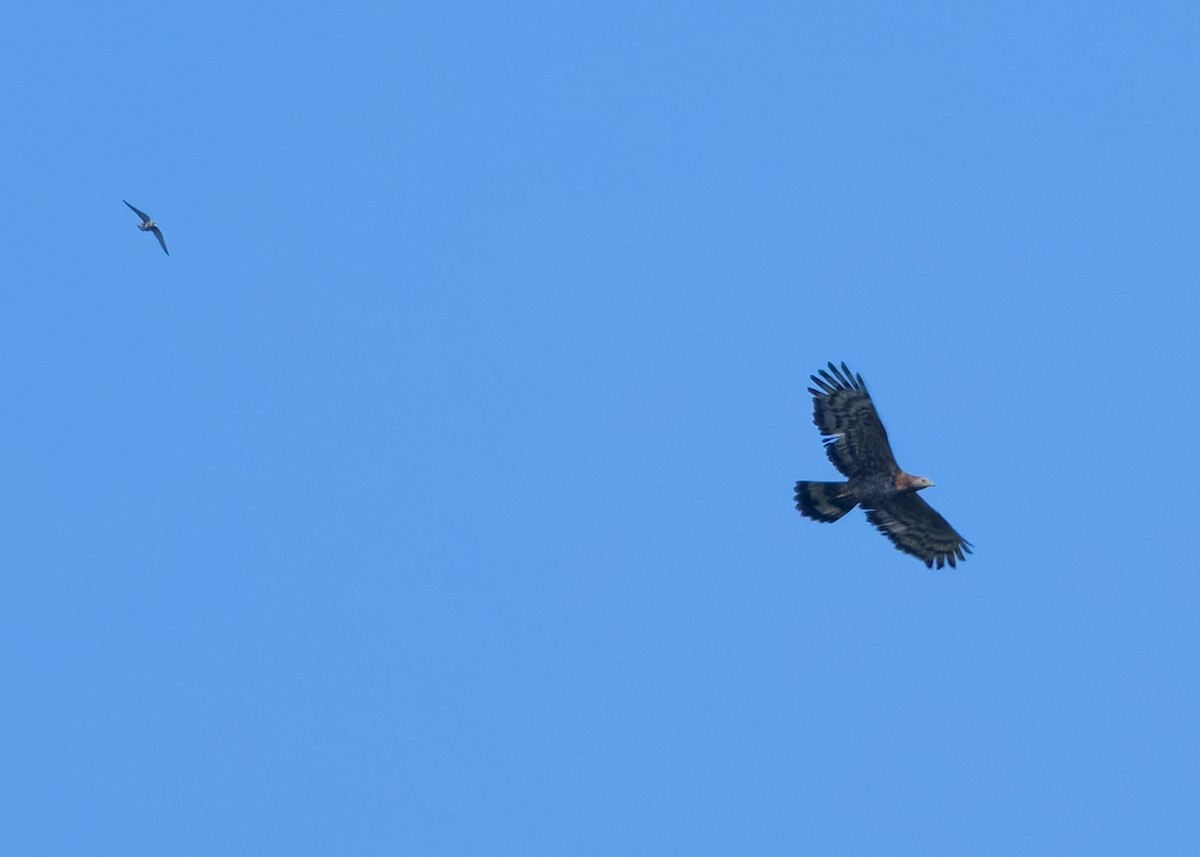 Oriental Honey-buzzard - ML624677116