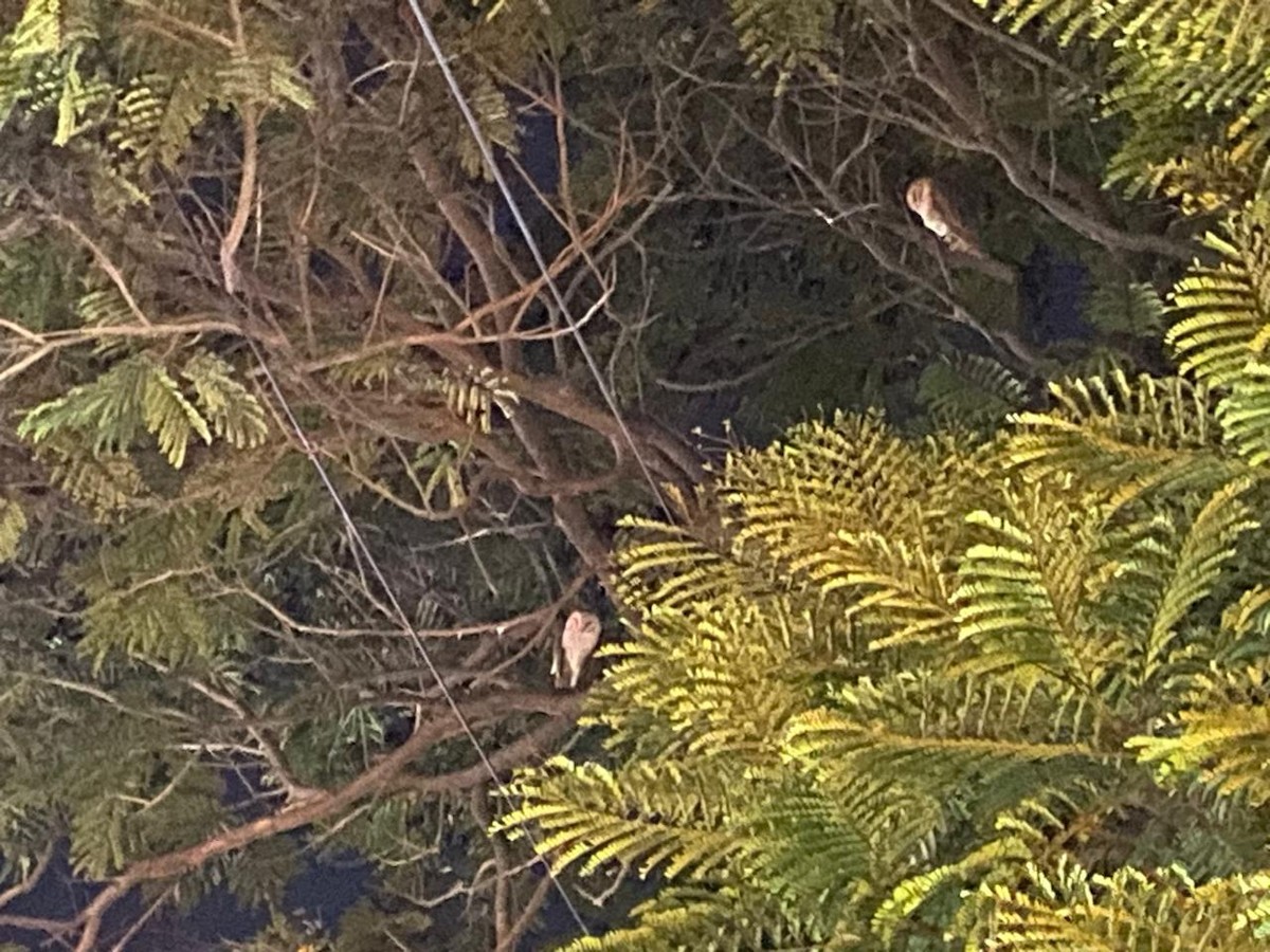 Eastern Barn Owl - ML624677151