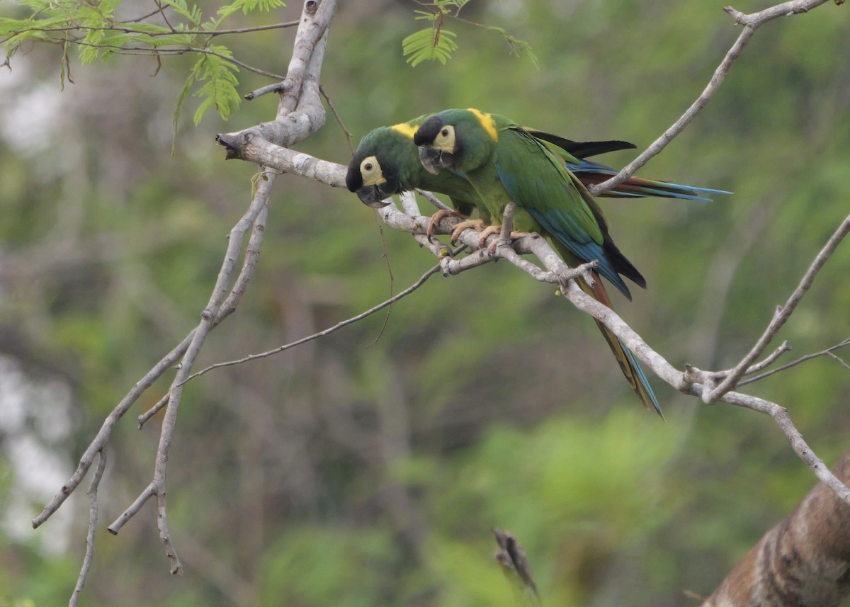 Yellow-collared Macaw - ML624677303