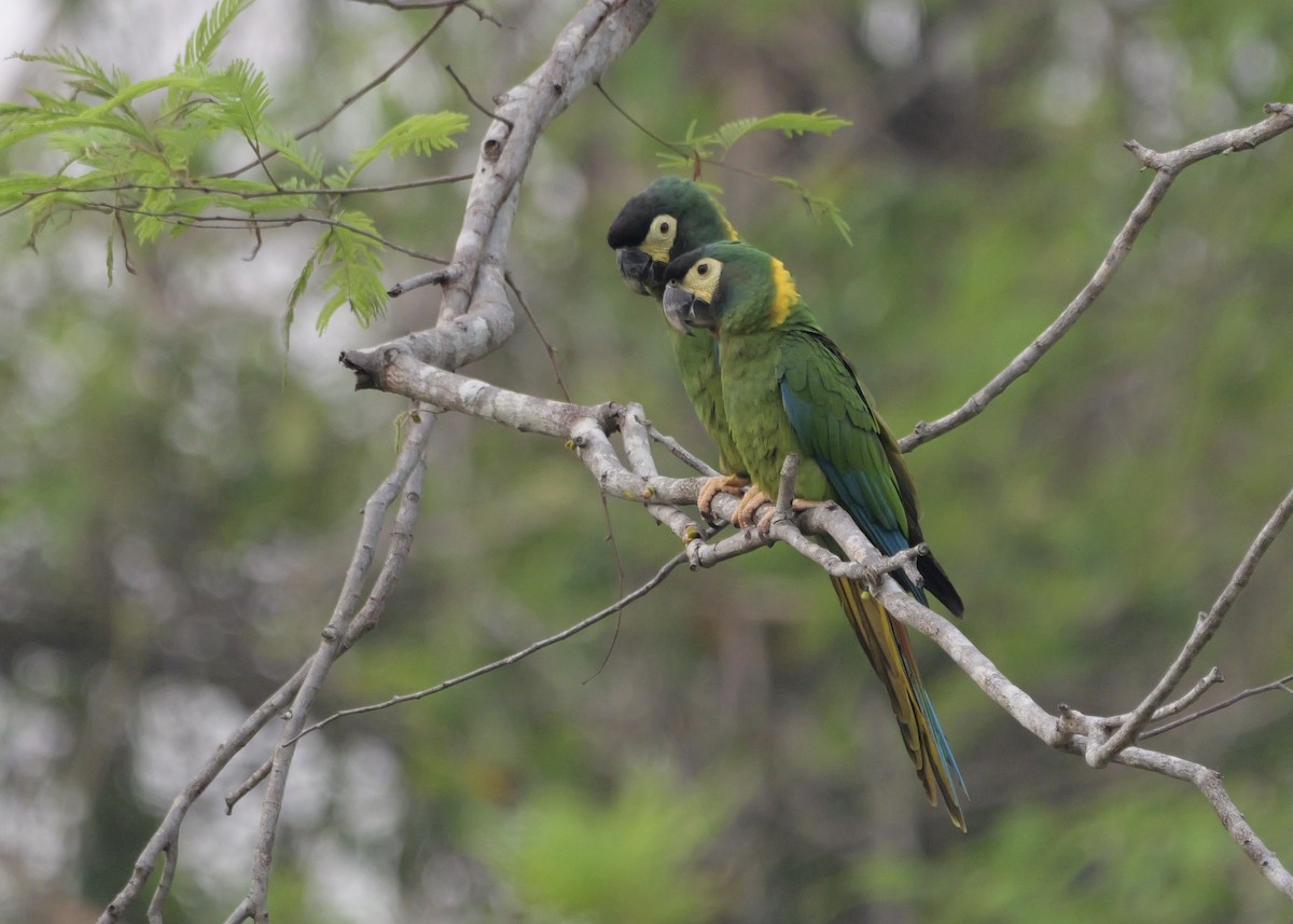 Yellow-collared Macaw - ML624677306