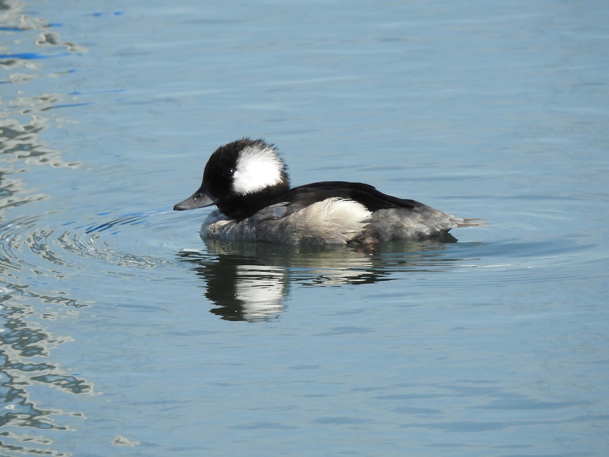 Bufflehead - ML624677378