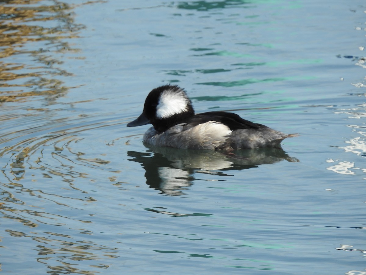 Bufflehead - ML624677379