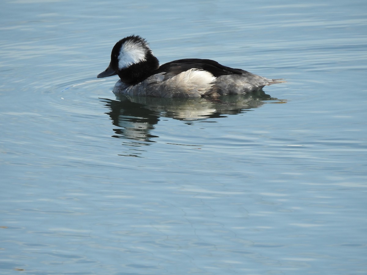 Bufflehead - ML624677380