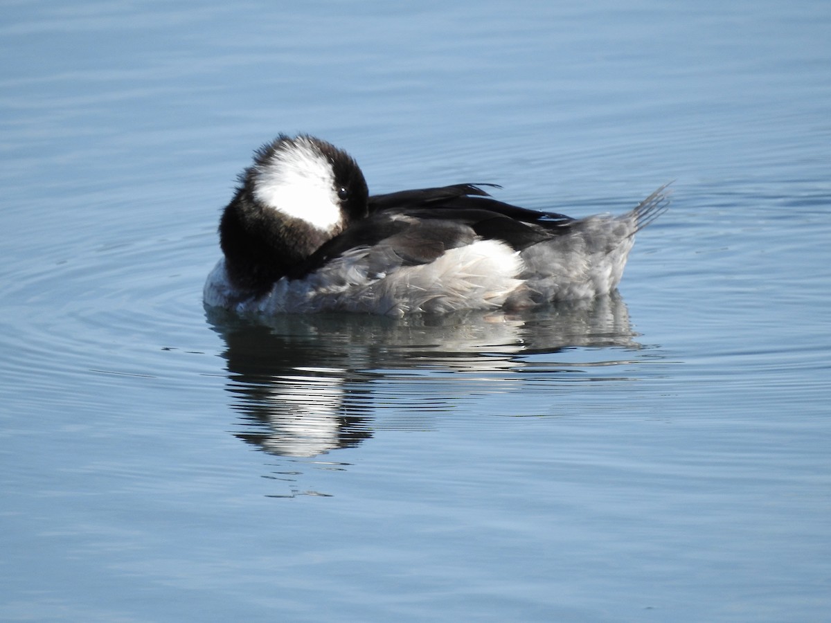 Bufflehead - ML624677381