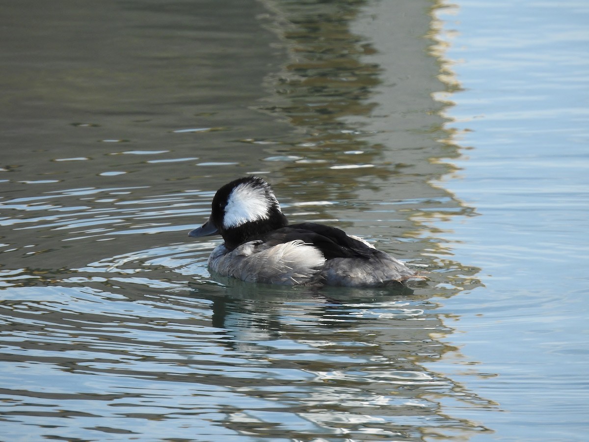 Bufflehead - ML624677382