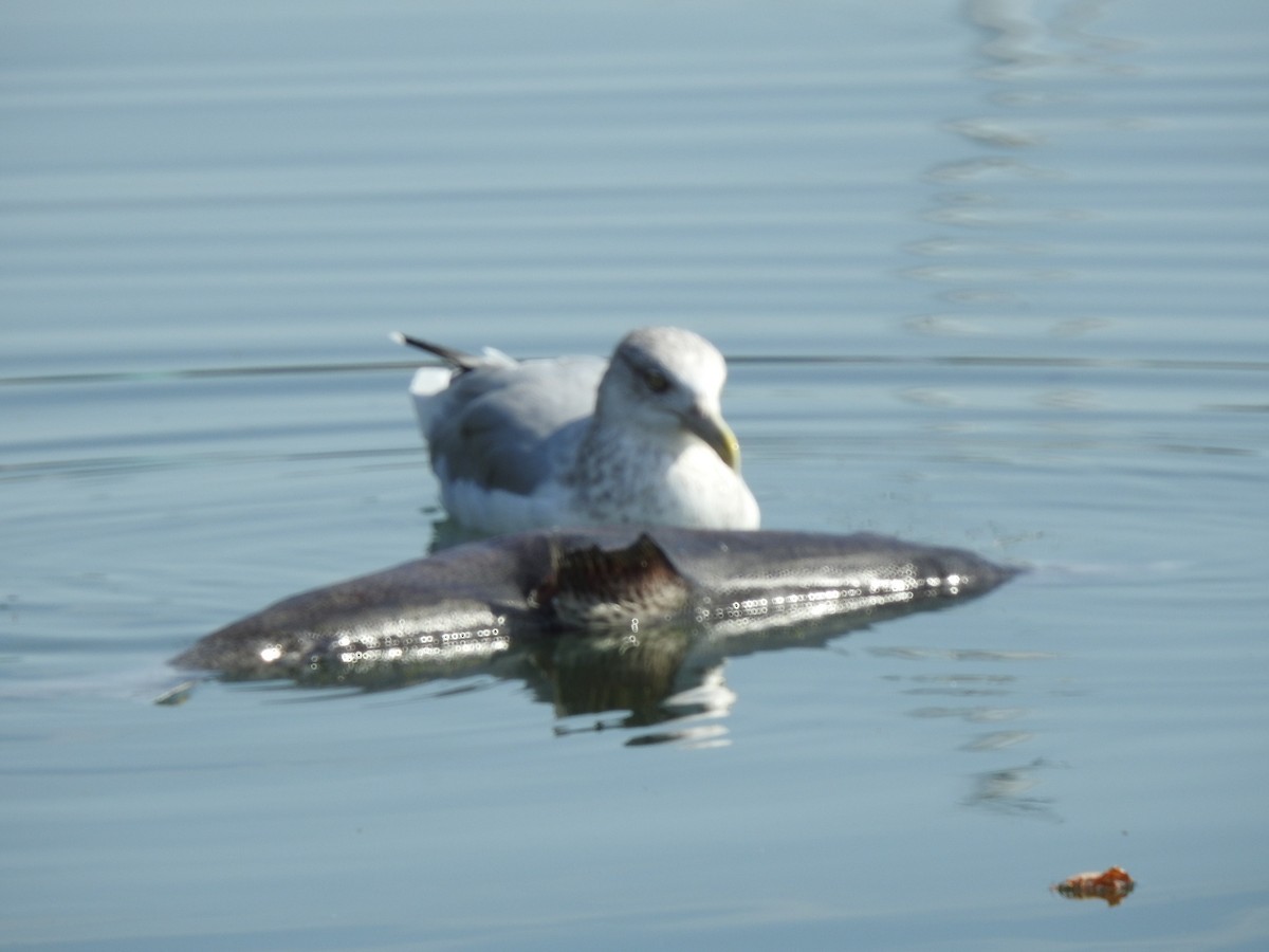 American Herring Gull - ML624677392